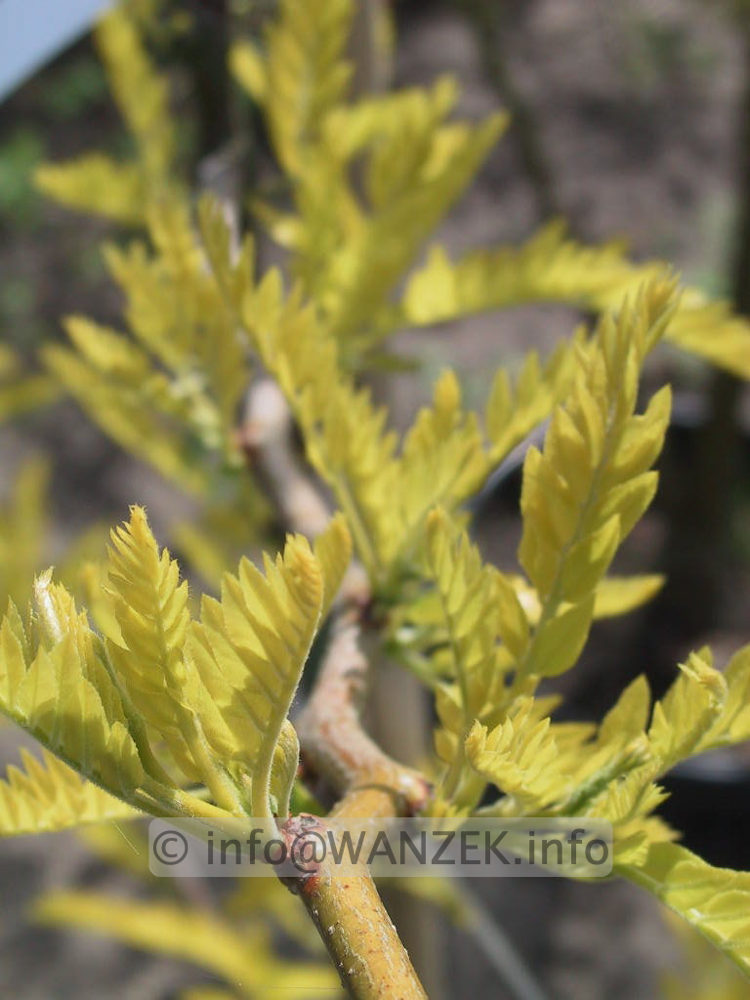 Gleditsia triacanthos Sunburst - Austrieb Macro.jpg